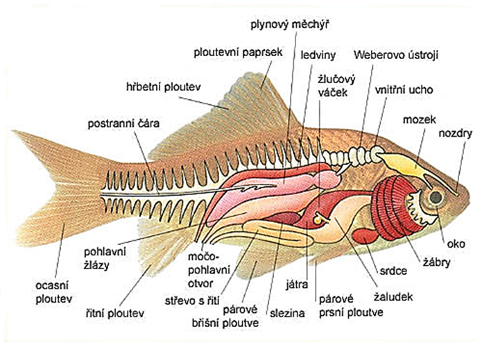 Vnitn anatomie ryby - obr1