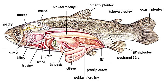 Vnitn anatomie ryby - obr2